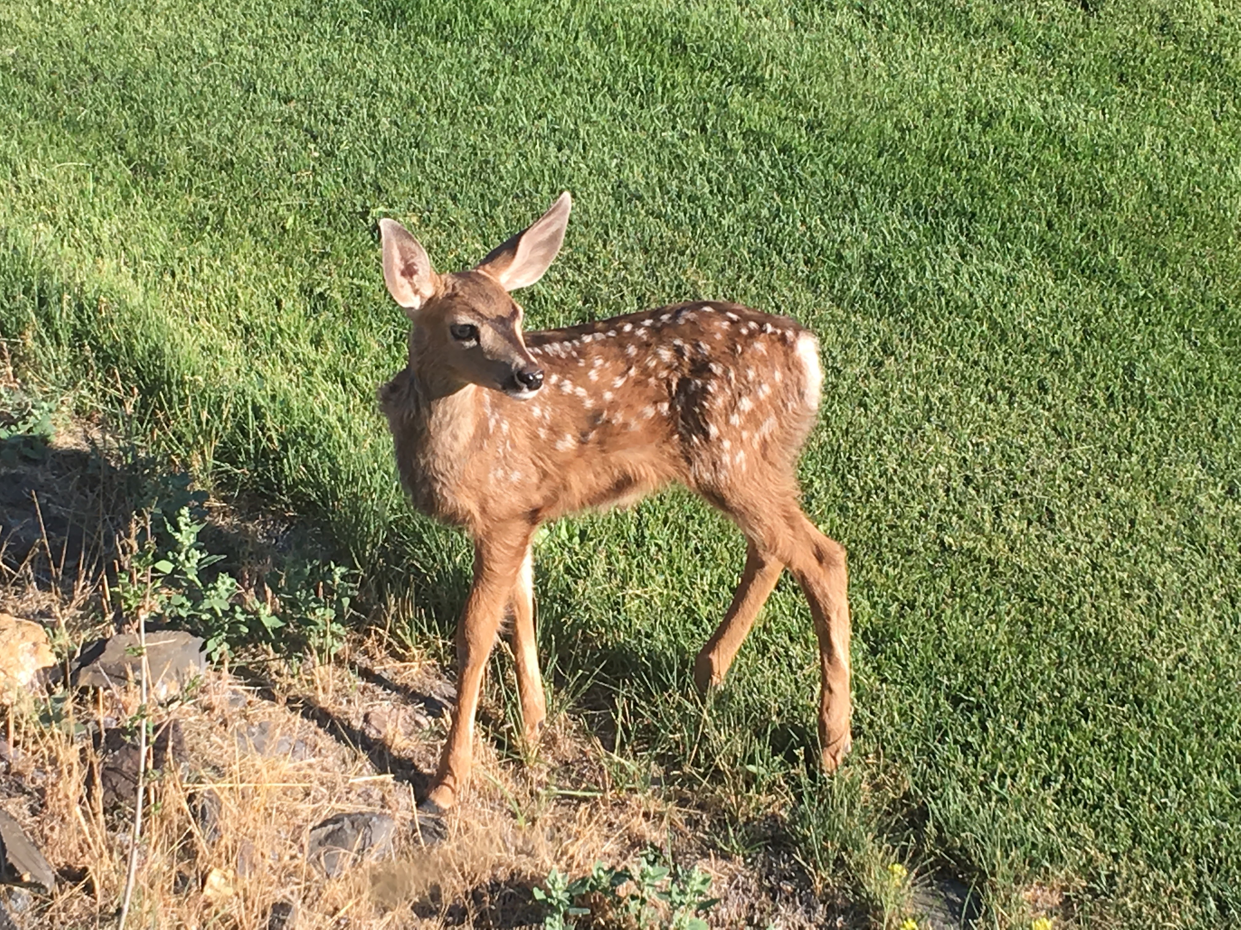 small-deer